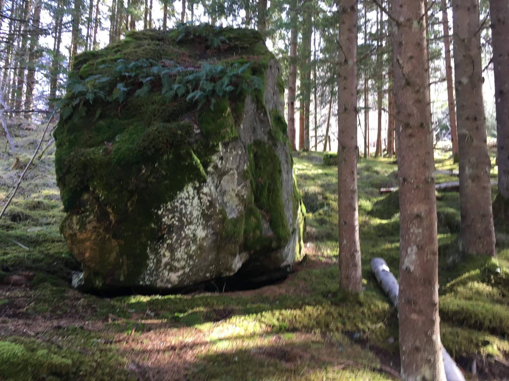moss forests of norway