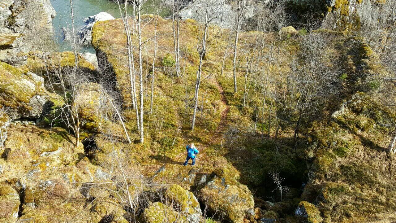 moss forests flam