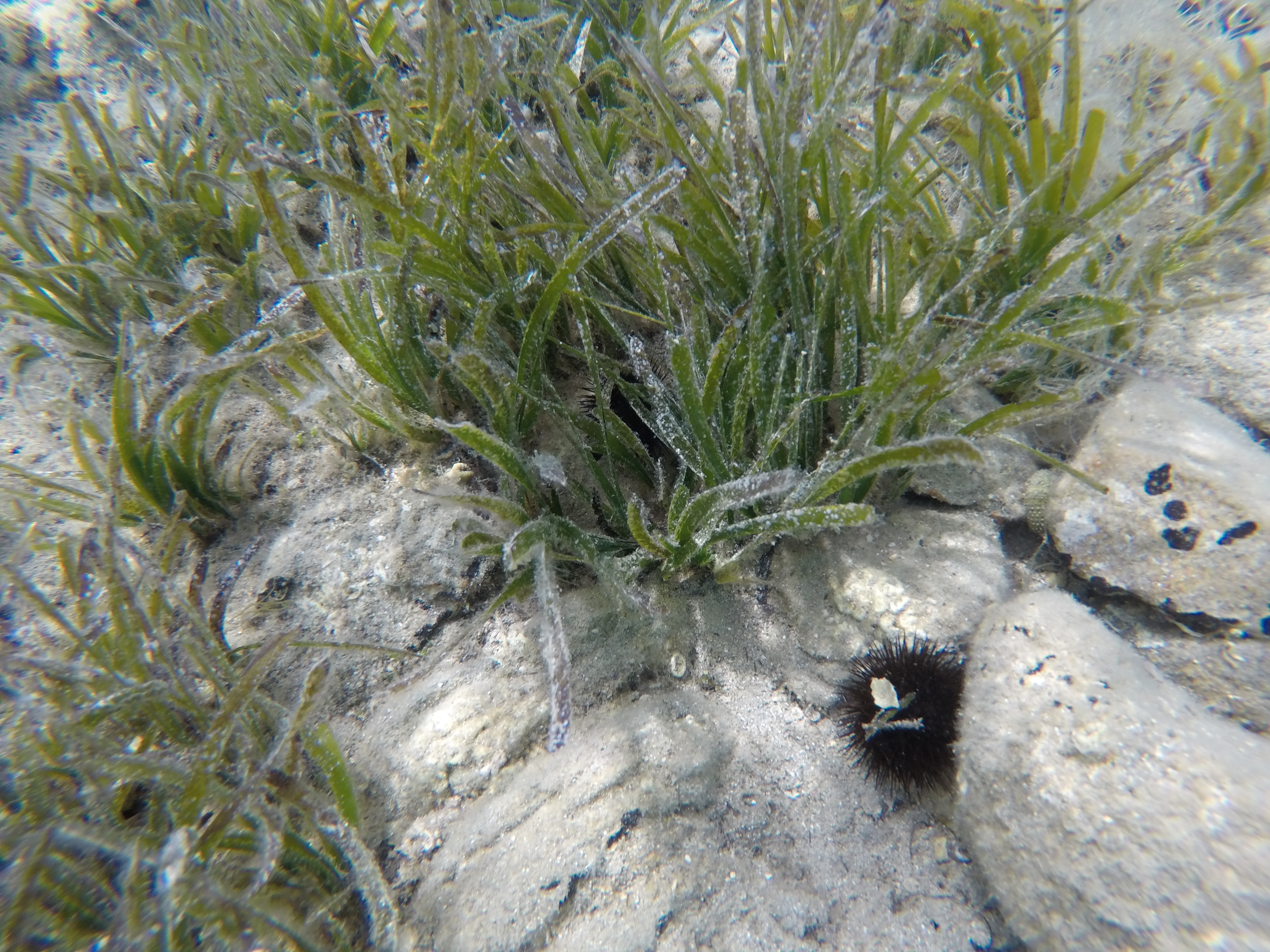 Honeymoon in Sardinia, Orso Diving Scuba Diving