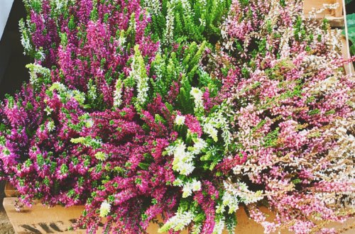Vicenza wildflowers