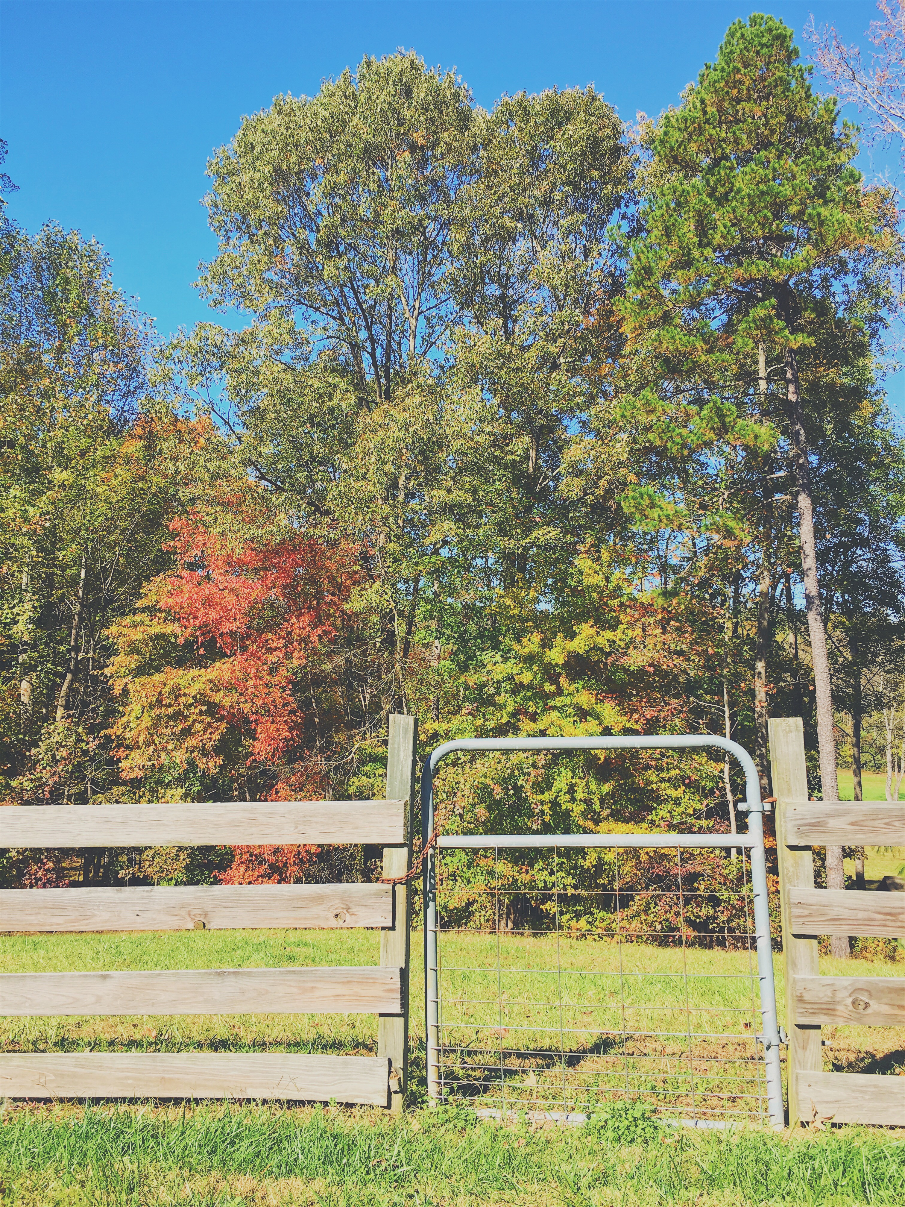 november leaves changing