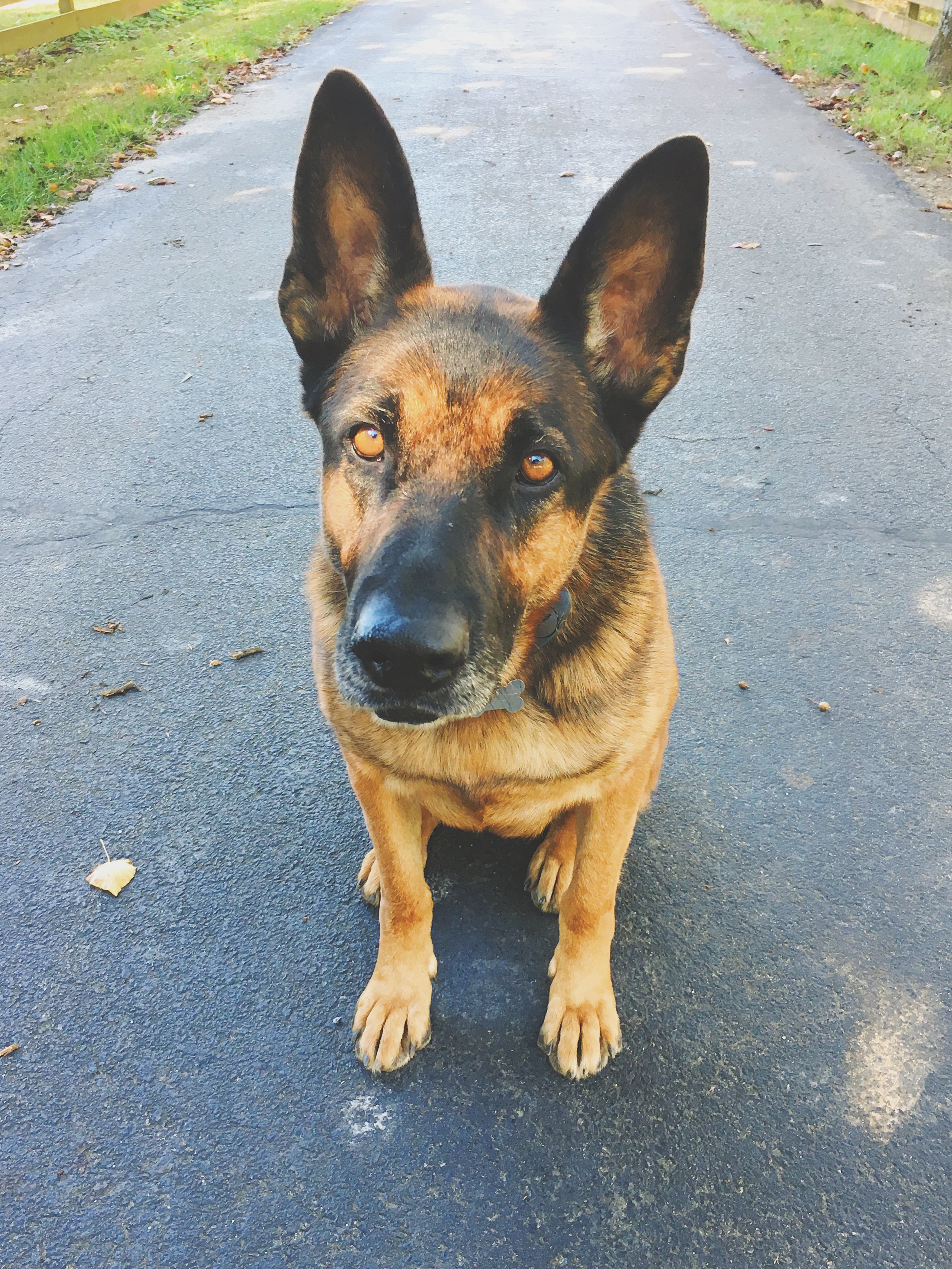 german shepherd colfax north carolina