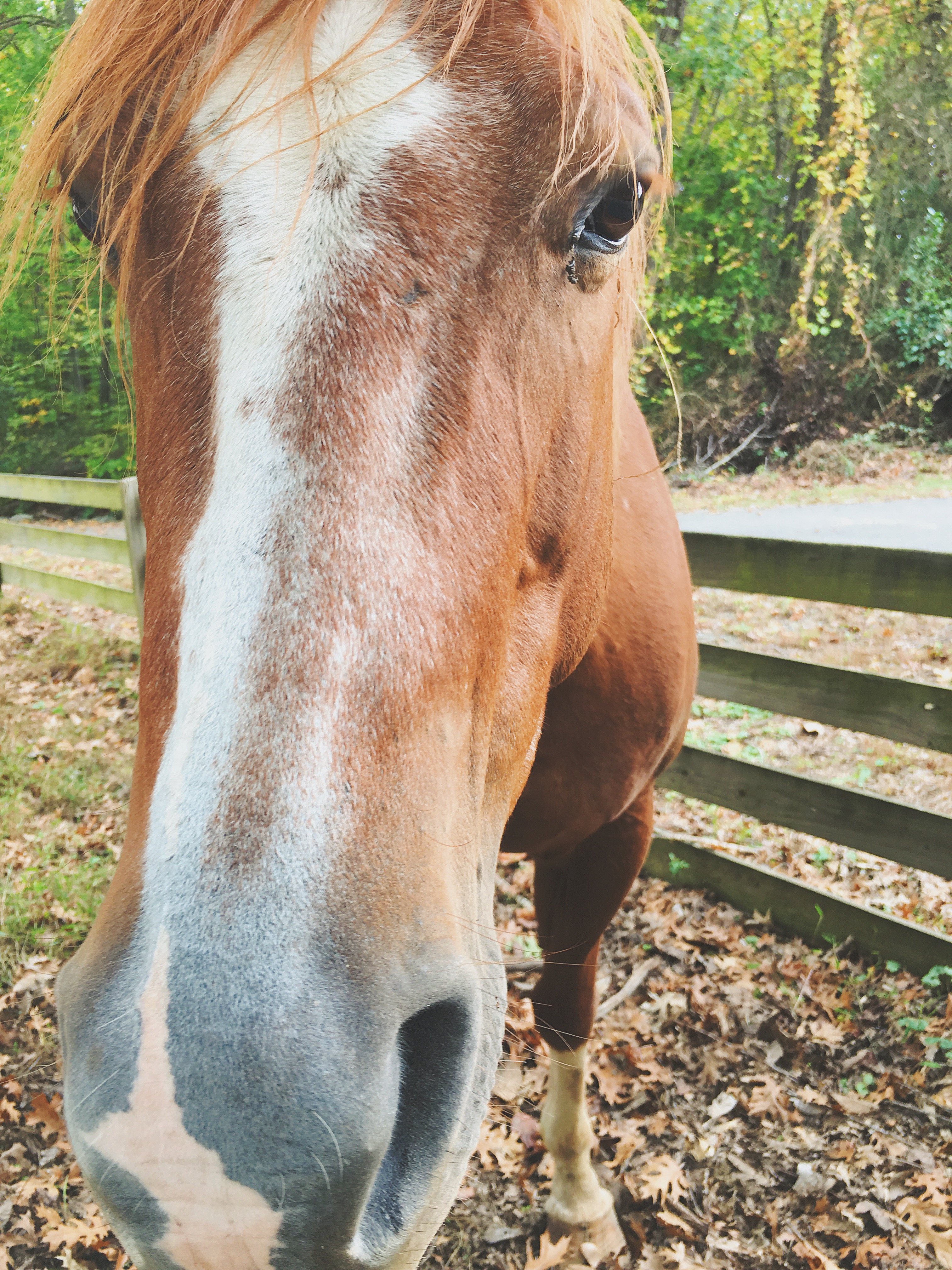 horse in north carolina