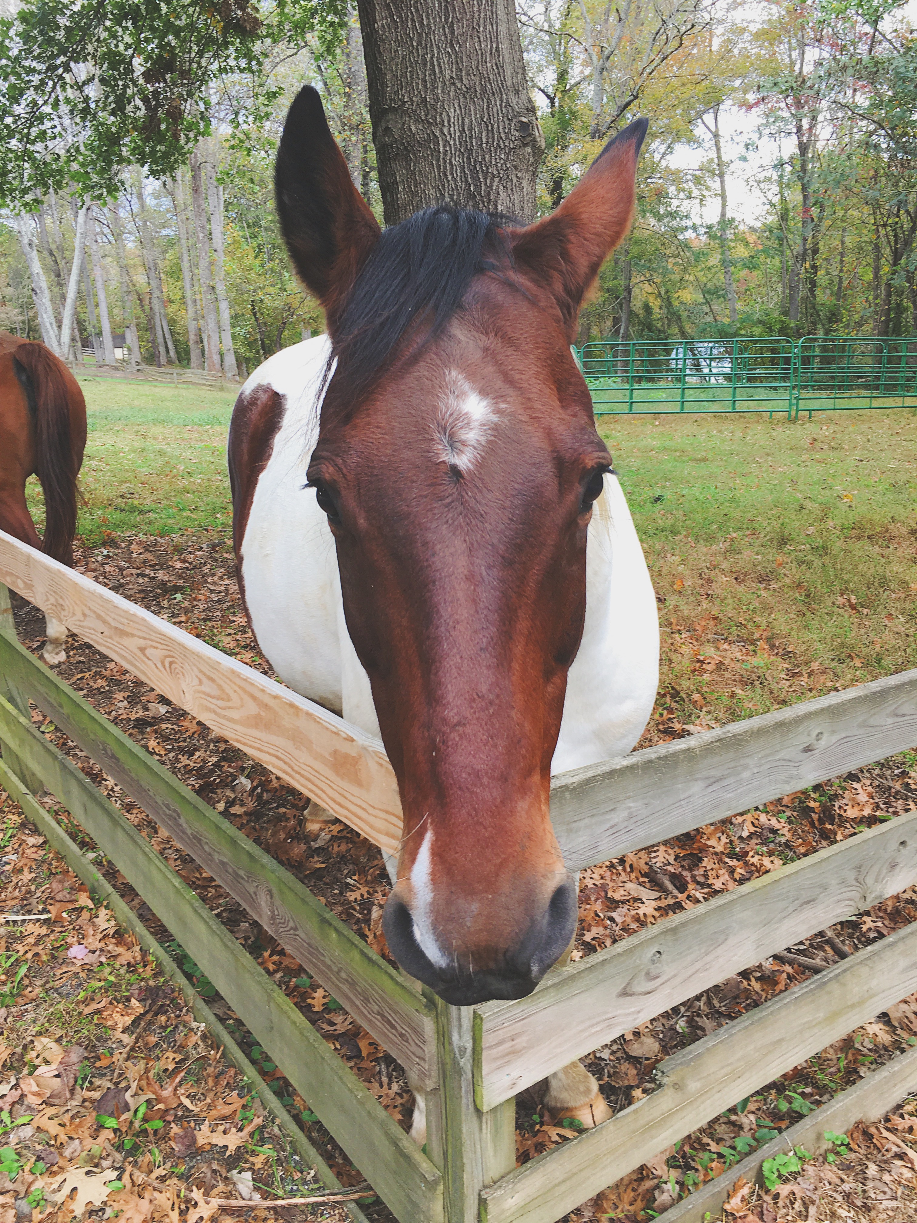 apache horse north carolina