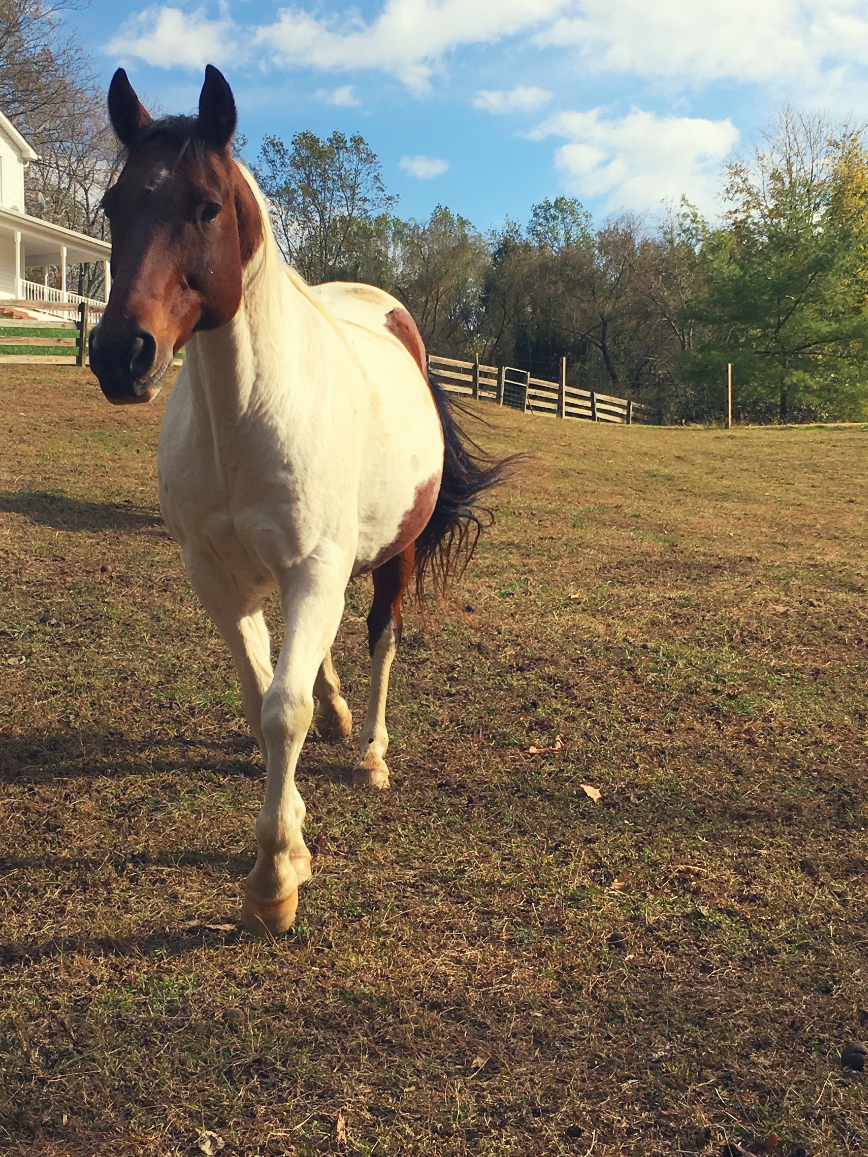 horse trotting north carolina
