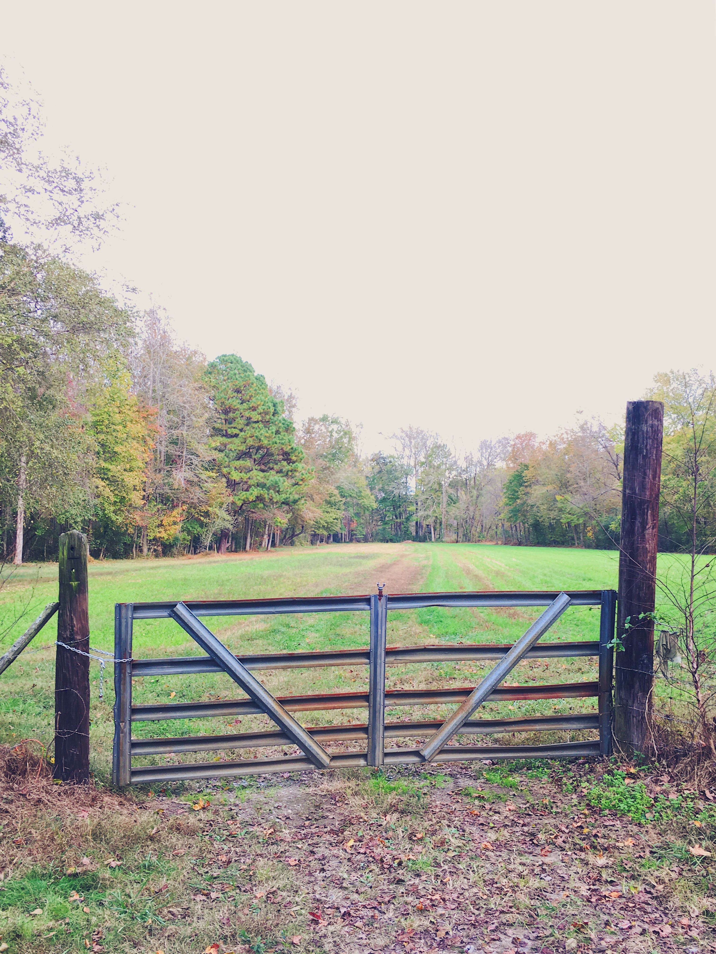 green grass field