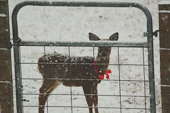 deer snow north carolina pet