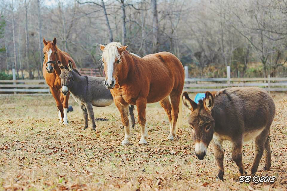 horses and donkeys