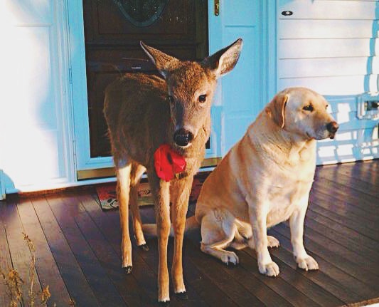 deer and dog friends