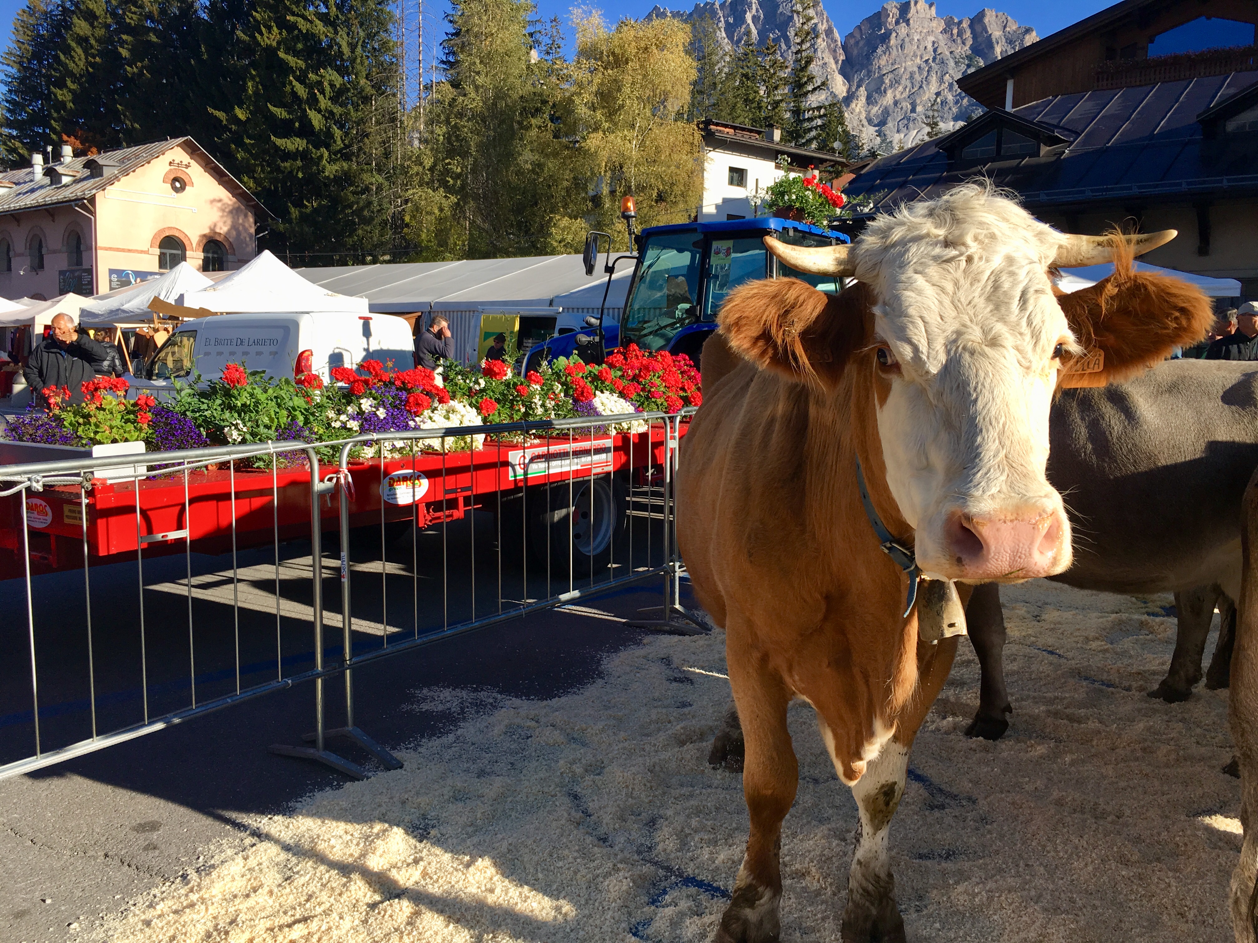 Cortina d'Ampezzo Dolomites Festa del Desmontea