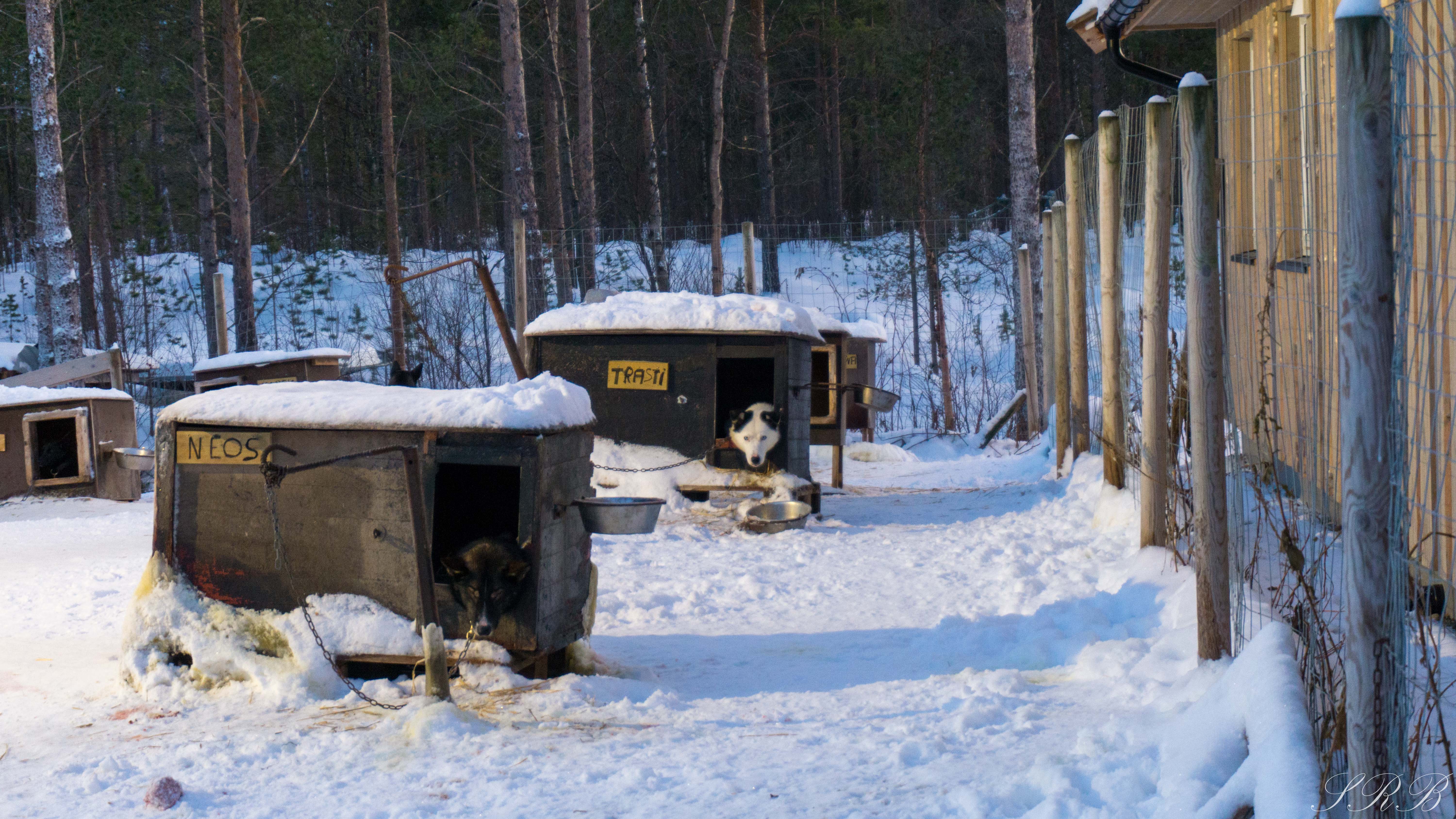 Trasti & Trine, dog sledding in Norway Outside This Small Town, Alaskan huskies
