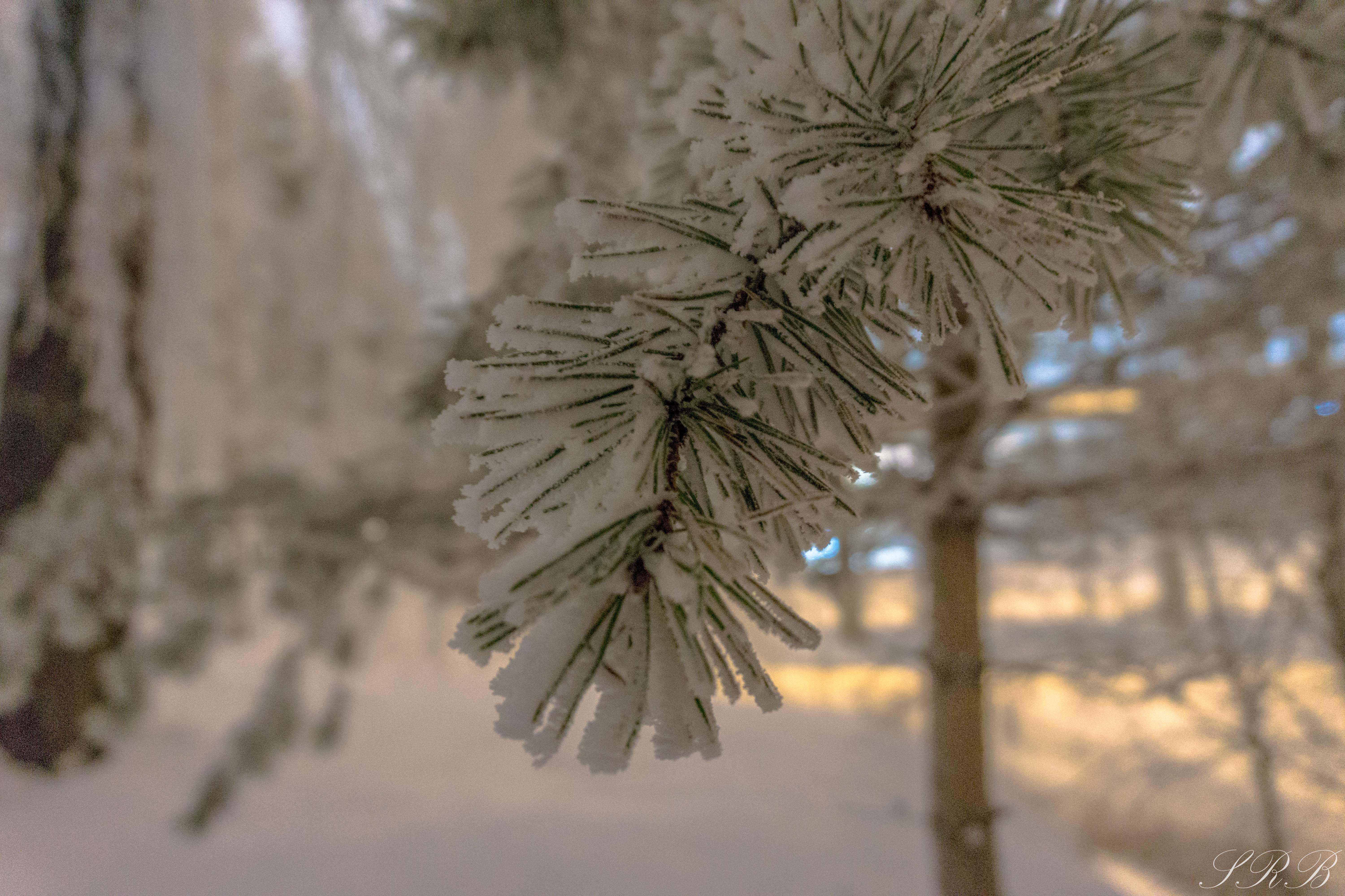 snow in oslo, norway