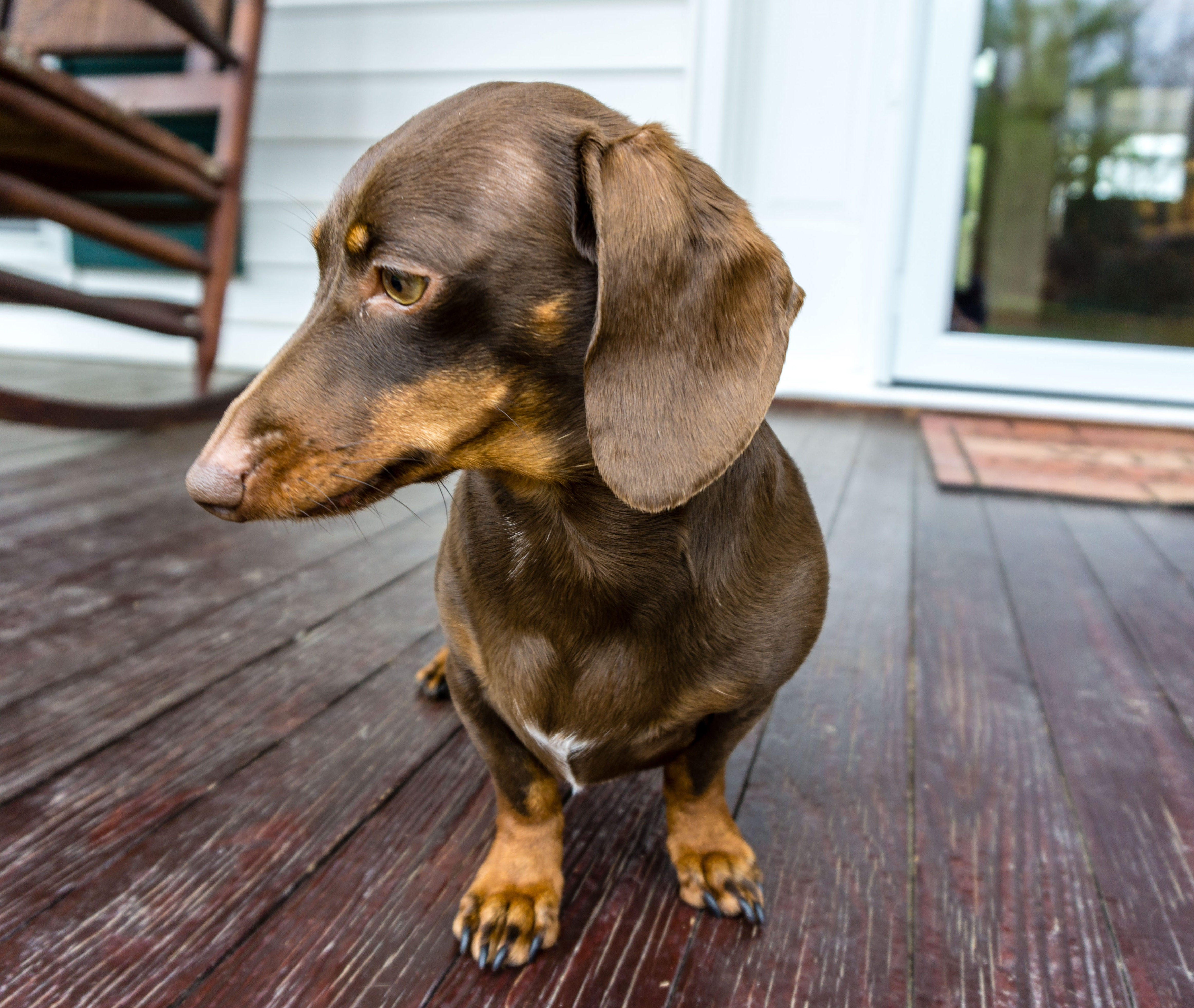 chocolate and tan dachshund in north carolina