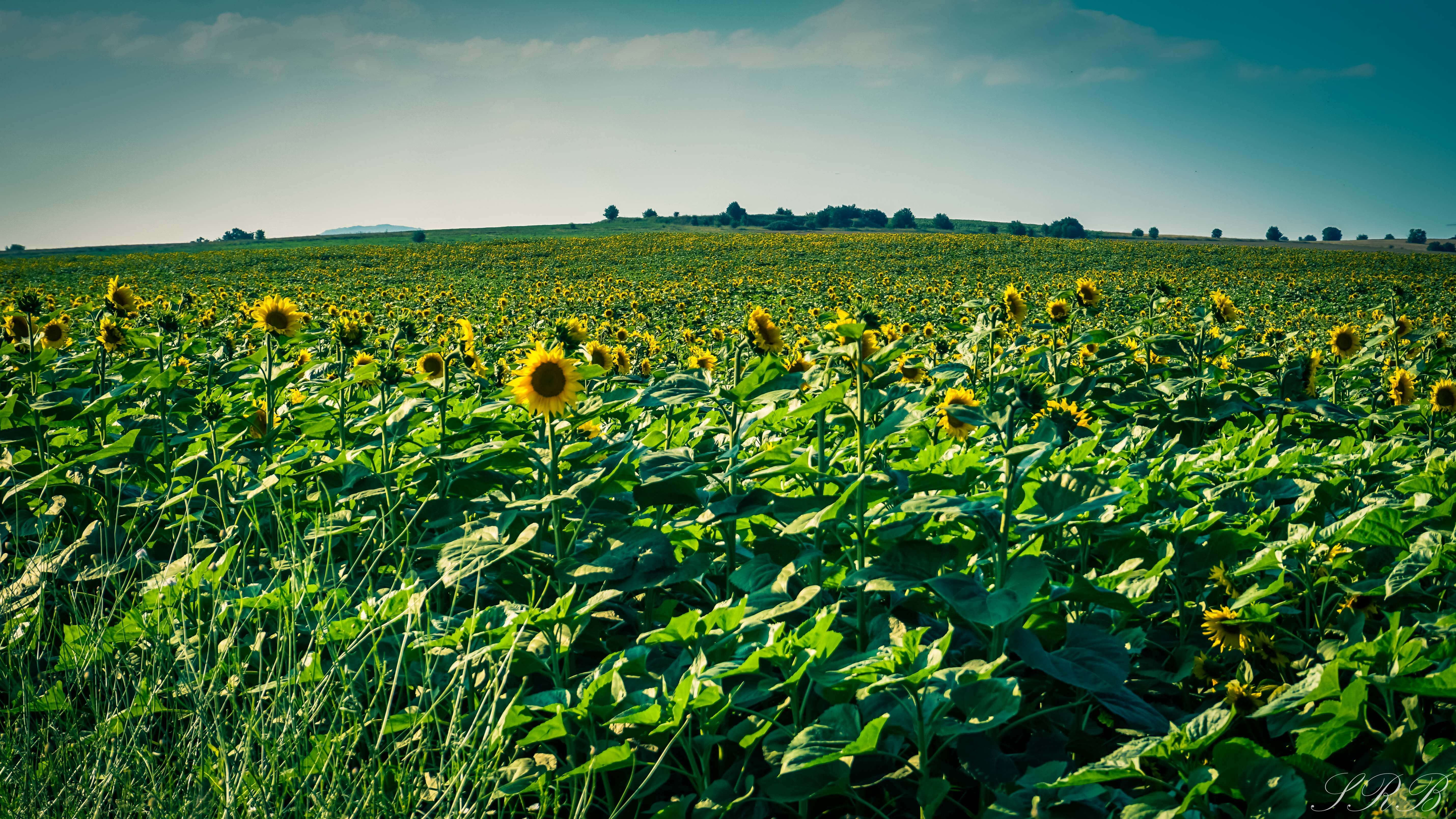Balkans countries road trip, Sunflower fields Bulgaria