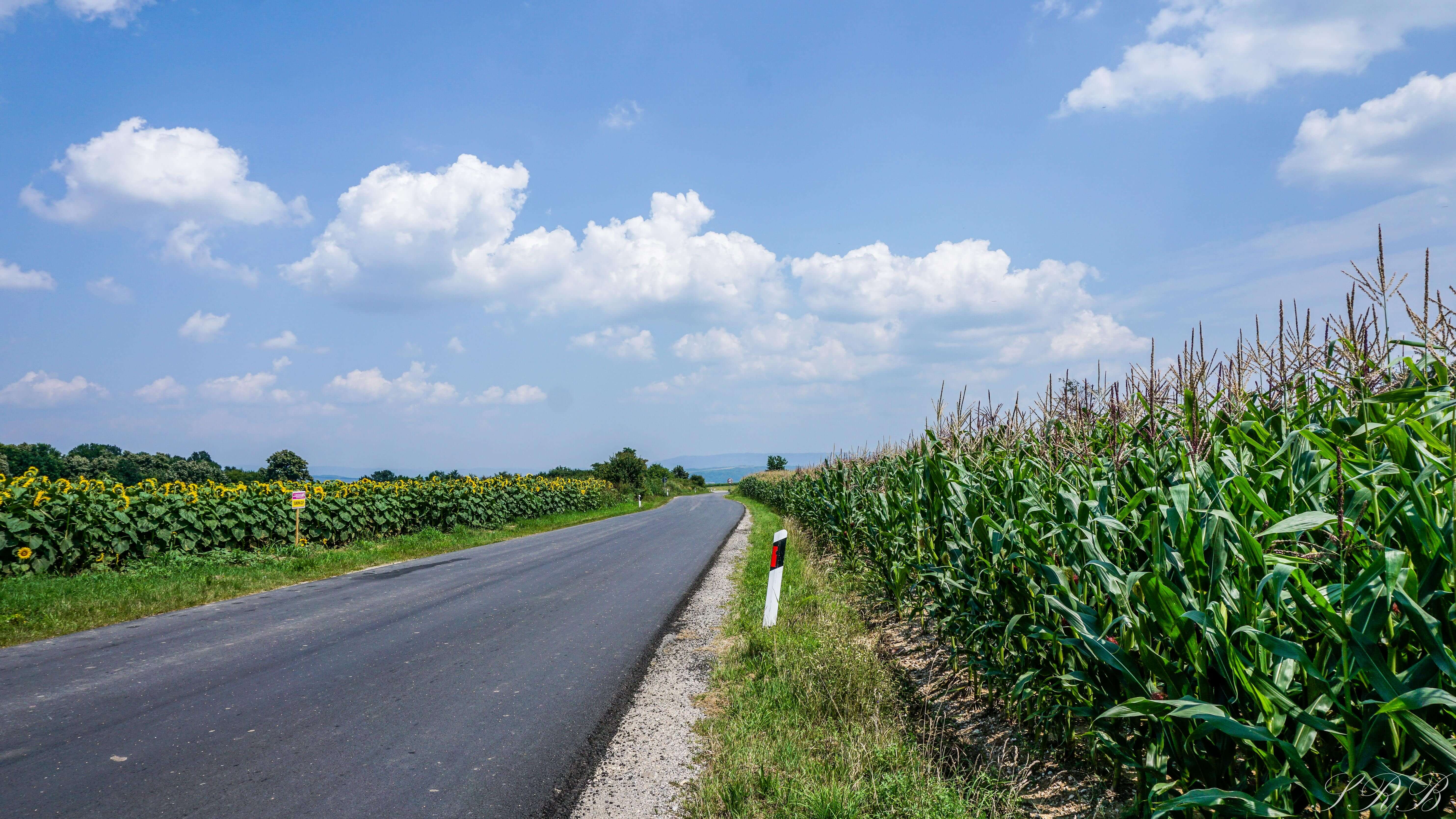 Balkans countries road trip, Sunflower fields Serbia