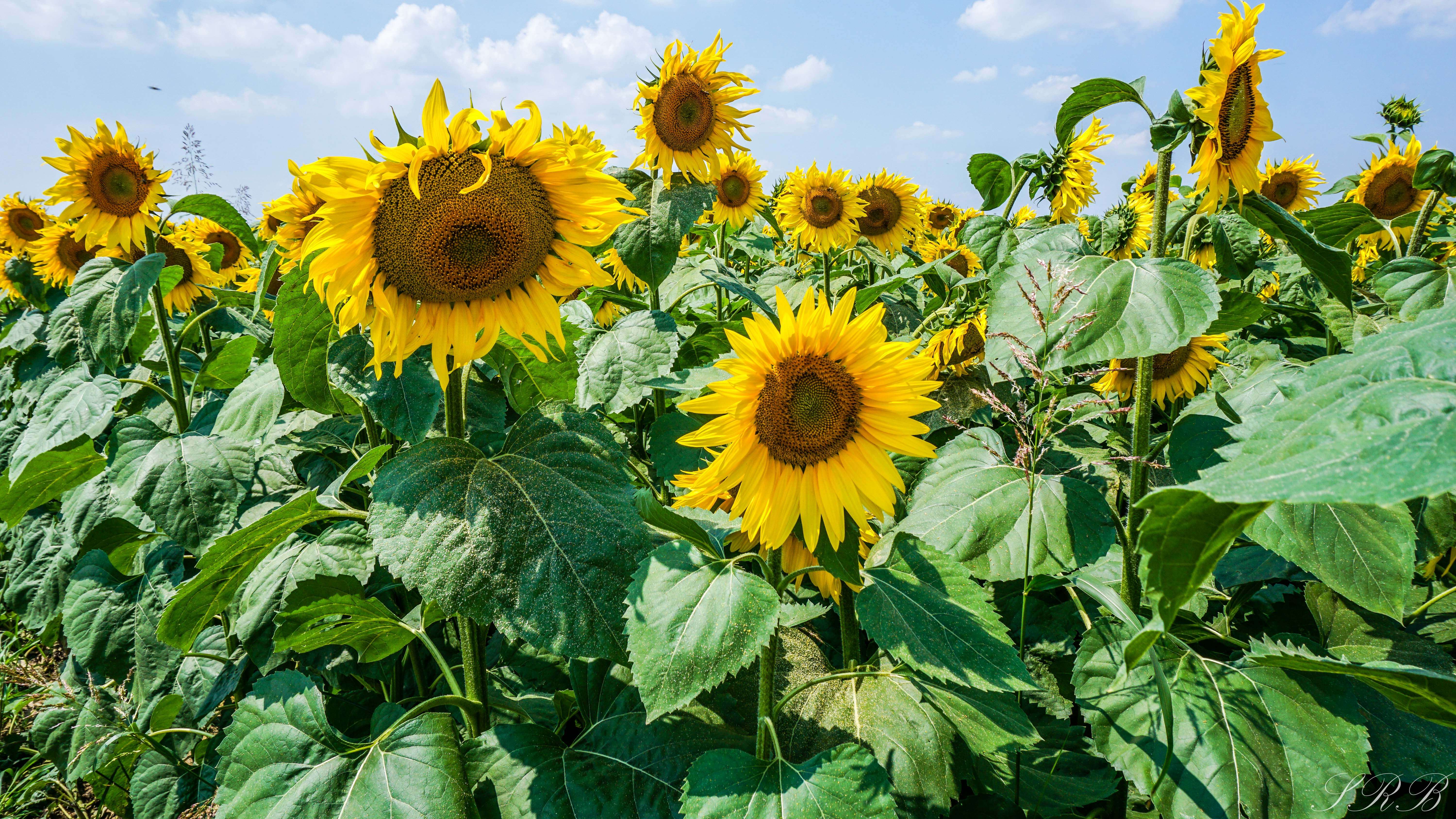 Balkans countries road trip, Sunflower fields Serbia