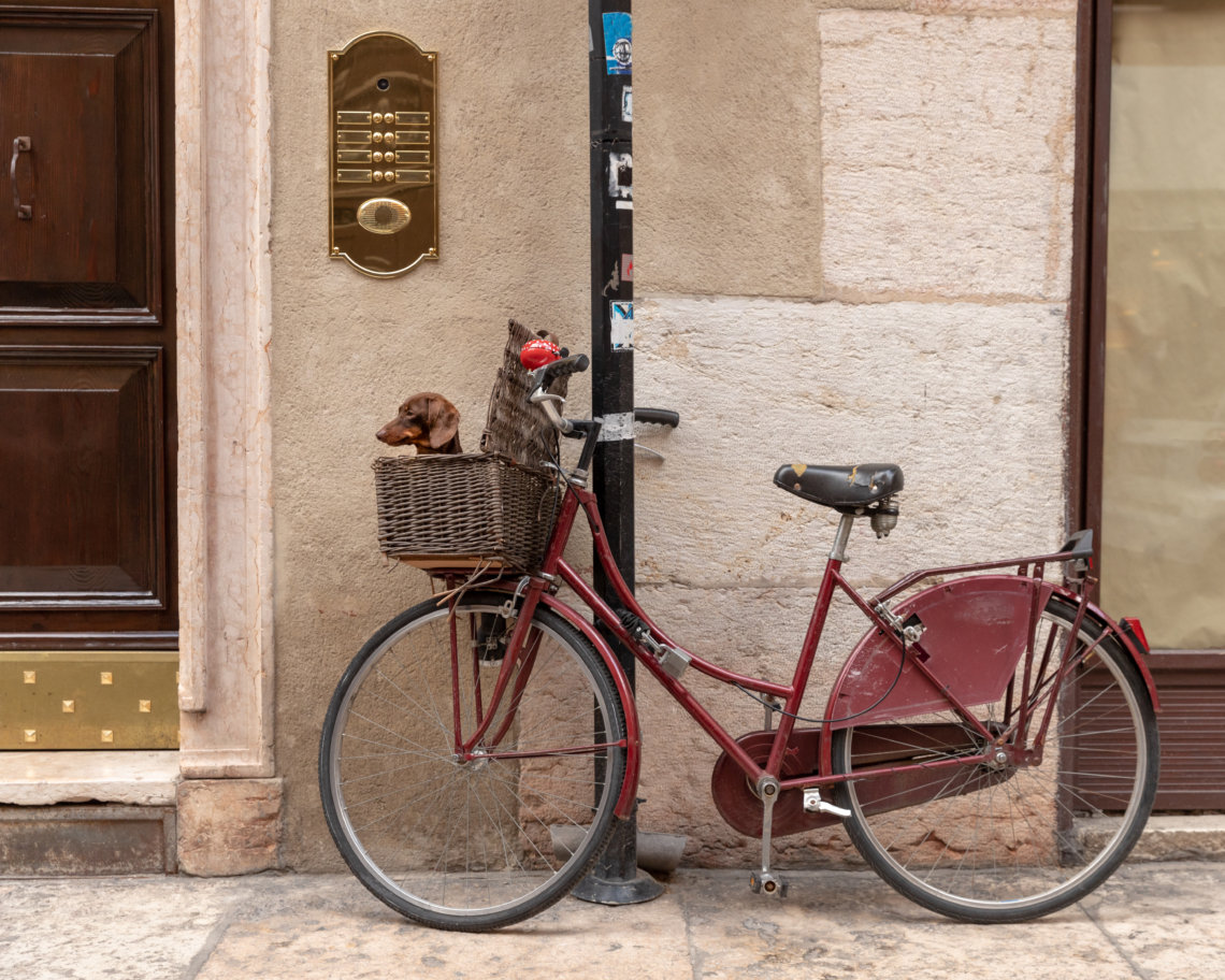 Pet Photography, Verona, Italy