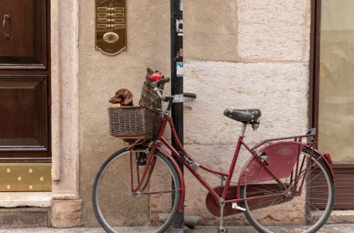 Pet Photography, Verona, Italy