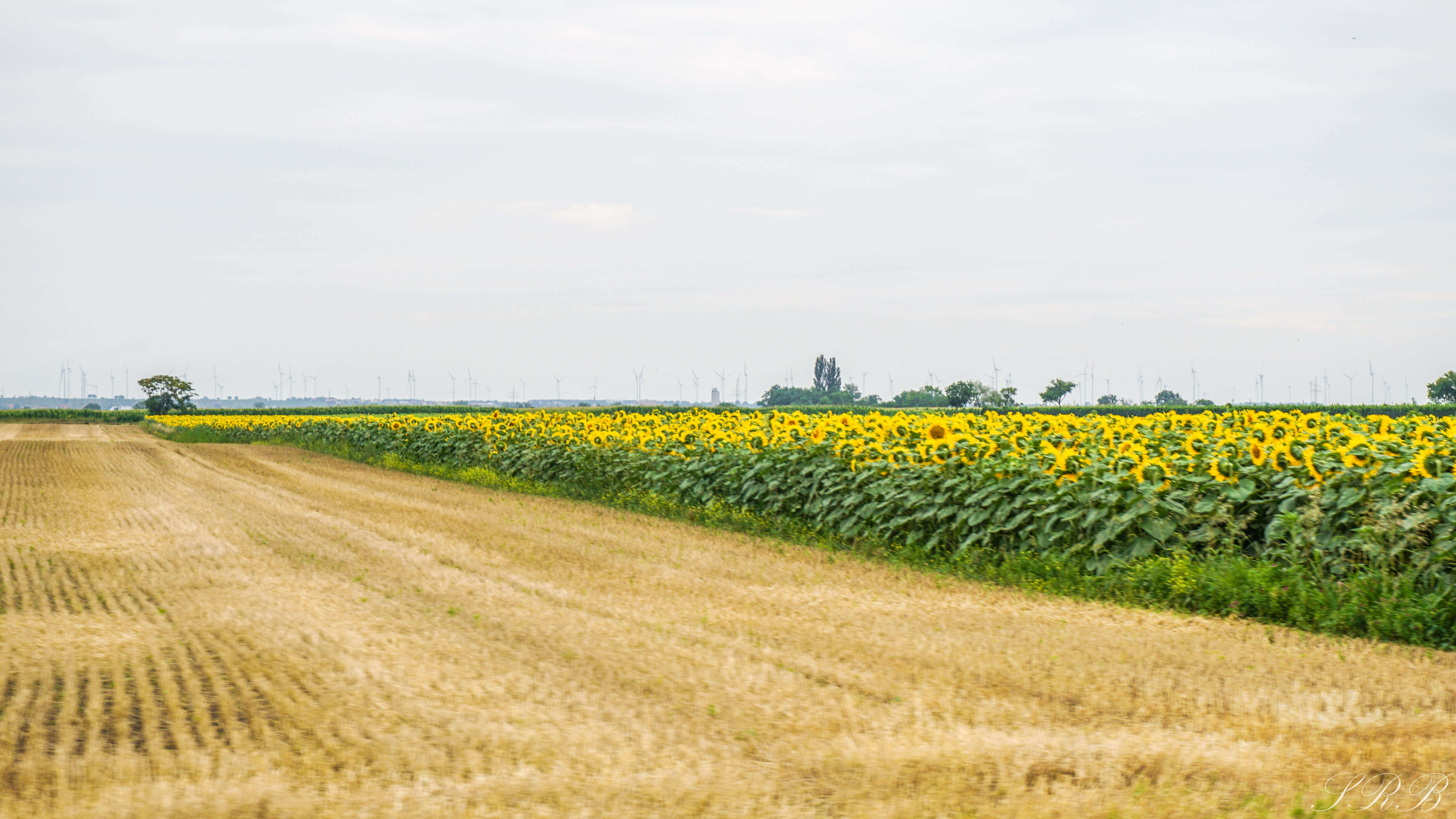 Eastern Europe Road Trip, Sunflower fields Hungary