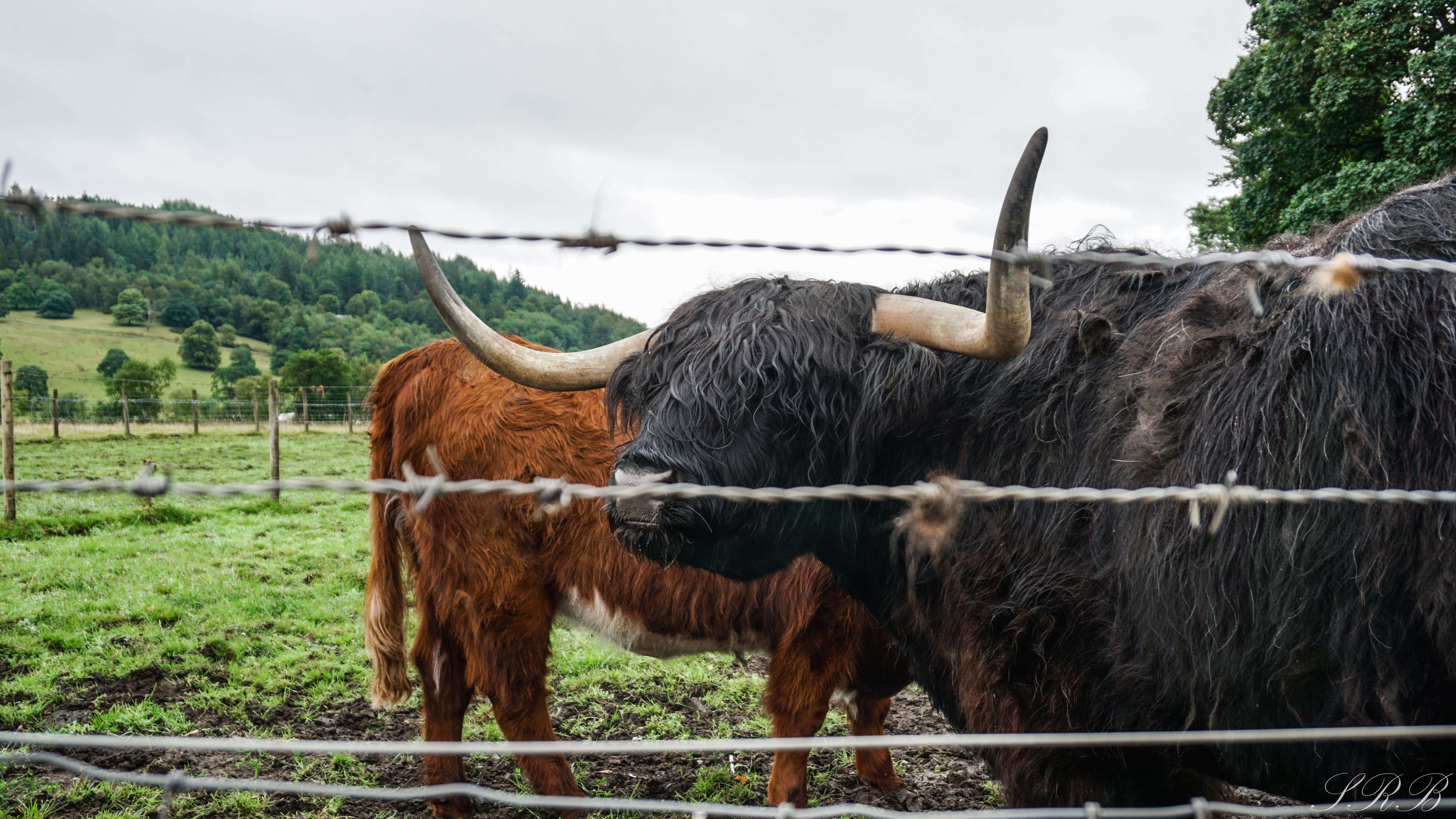 Heather and Honey Highland Cows, Edinburgh Scotland itinerary
