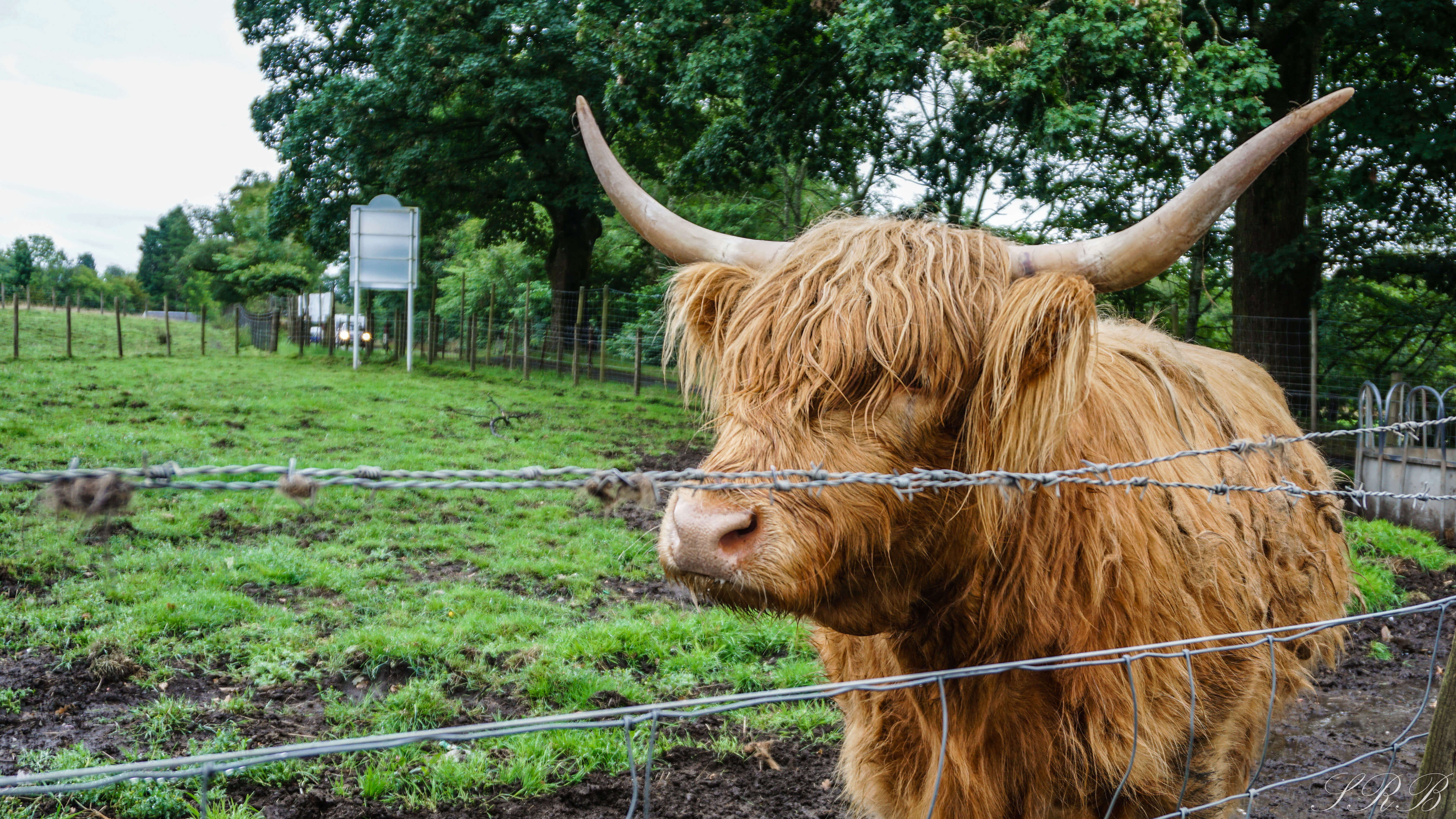 Honey Highland Cow, Edinburgh Scotland itinerary