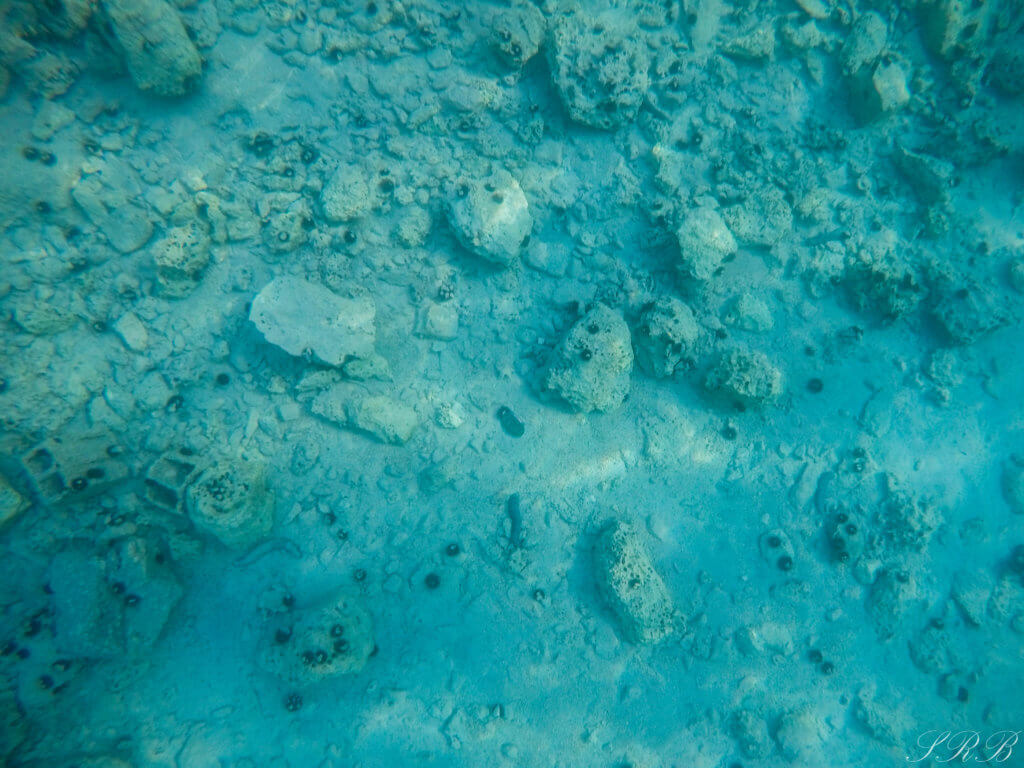 Camp Barinica, Camping in Croatia, Snorkeling in Croatia