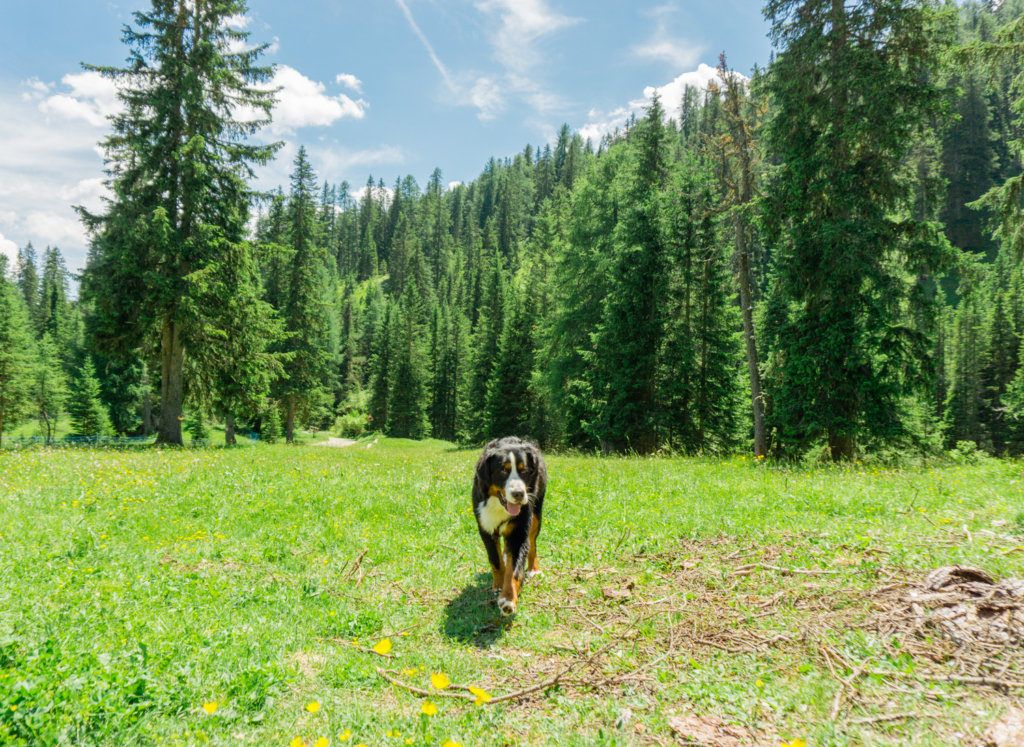Itinerary for summer hiking in the Dolomites, Cinque Torri