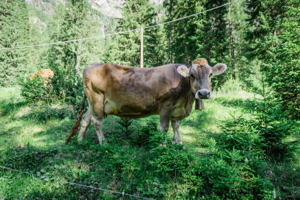 Itinerary for summer hiking, Malga CIapela to Malga Ombretta in the Dolomites