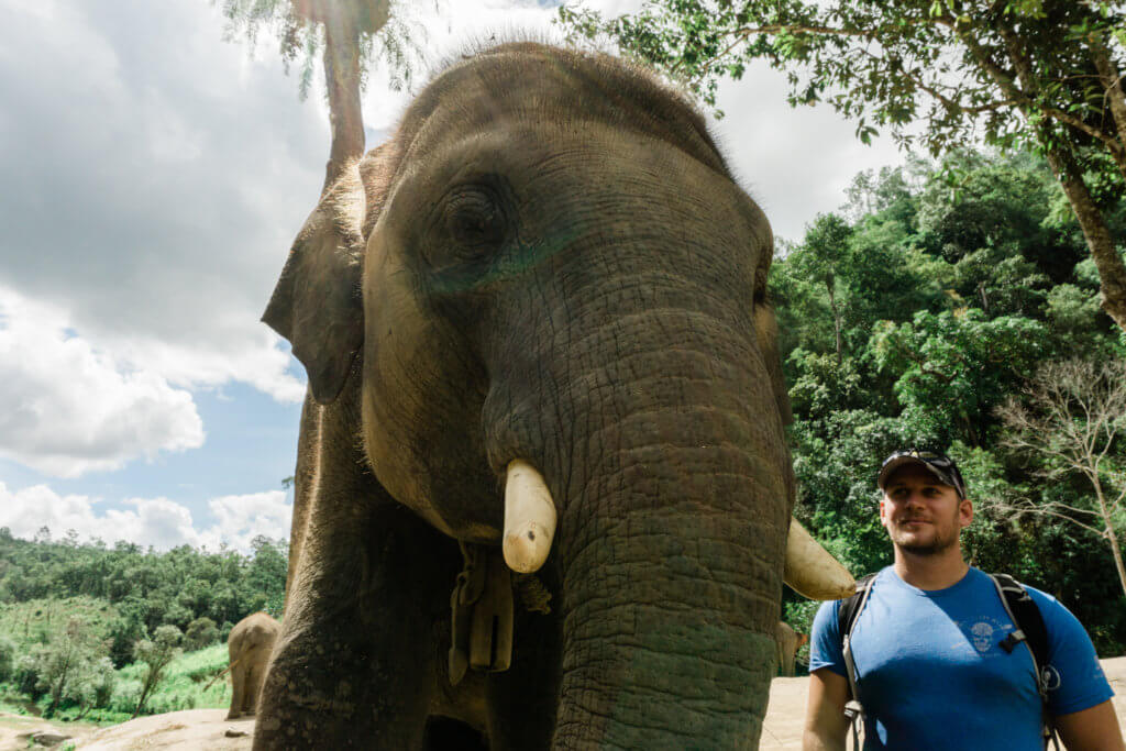 elephant tusks sanctuary chiang mai thailand