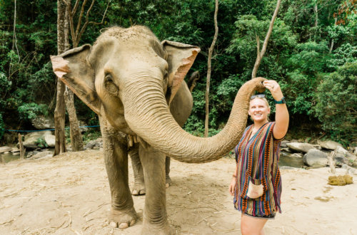 feeding elephants to their trunks sugar cane