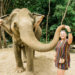 feeding elephants to their trunks sugar cane