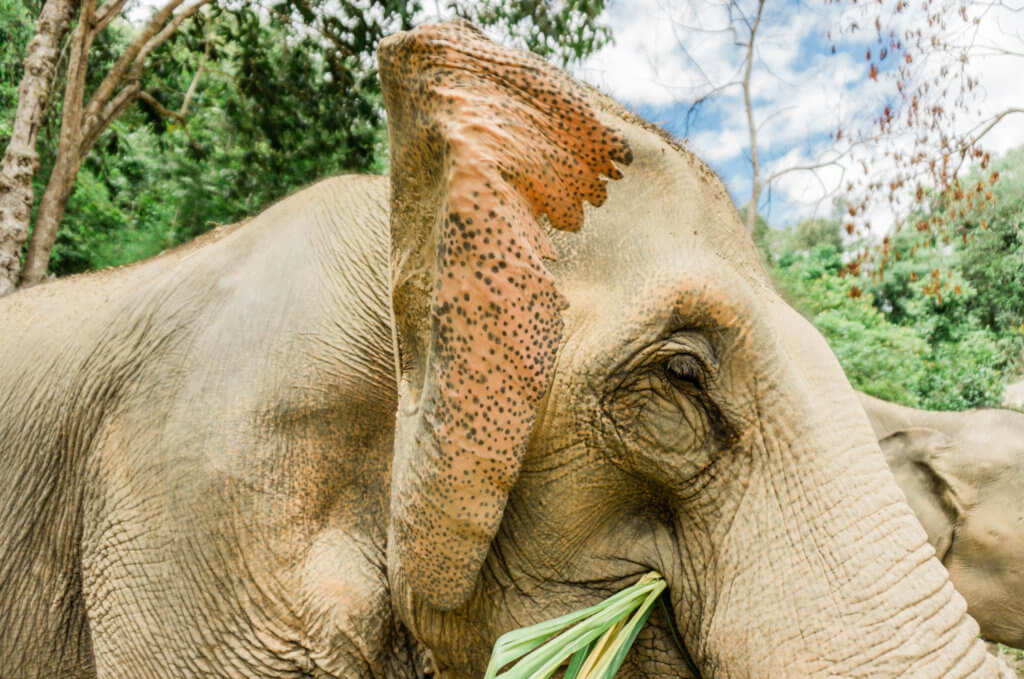 asian elephant ear
