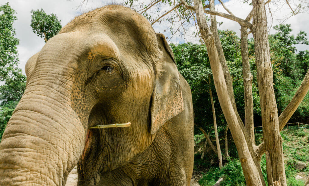 view of asian elephant from the side
