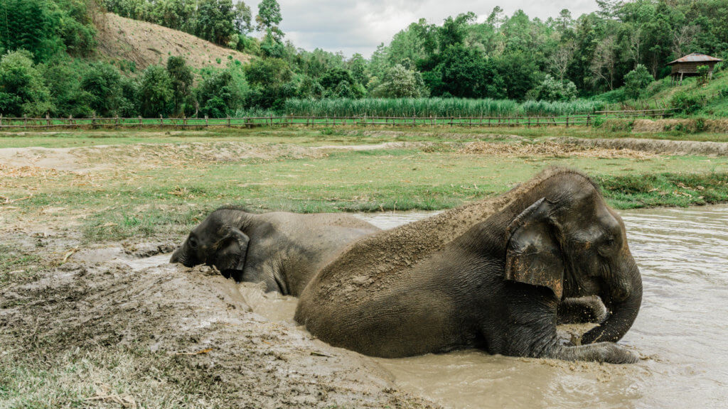 asian elephants in the mud