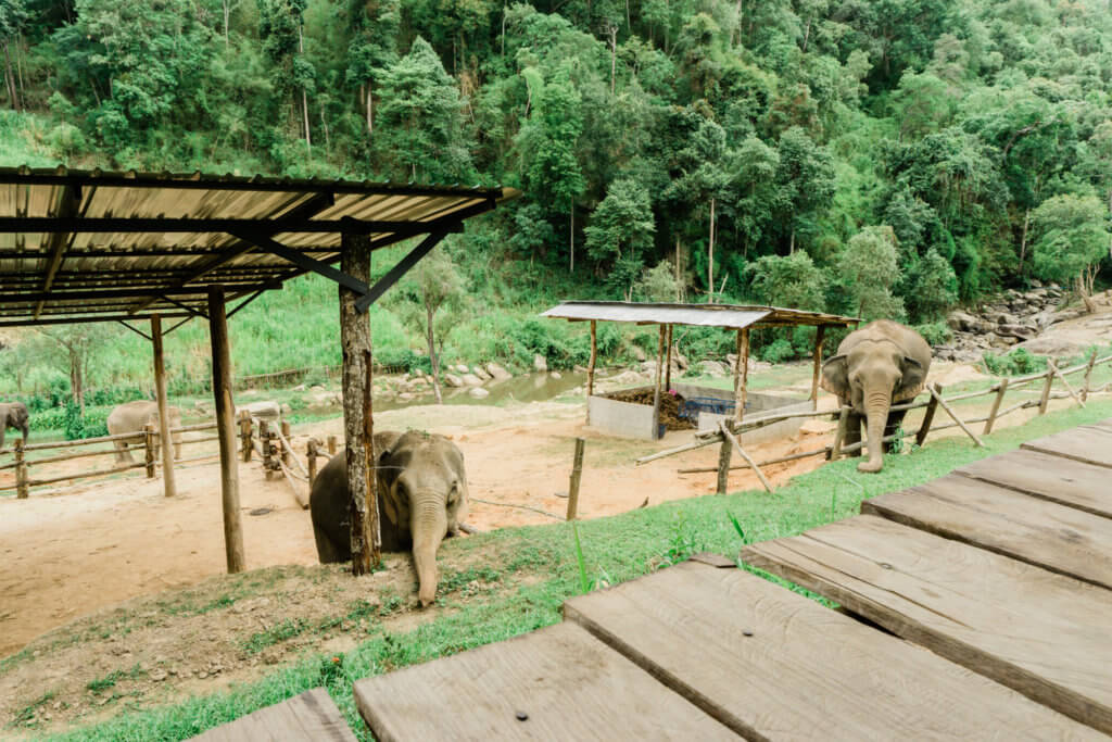 Elephants roaming at Elephant Jungle Sanctuary