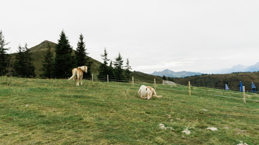 Horses grazing in Alpbach