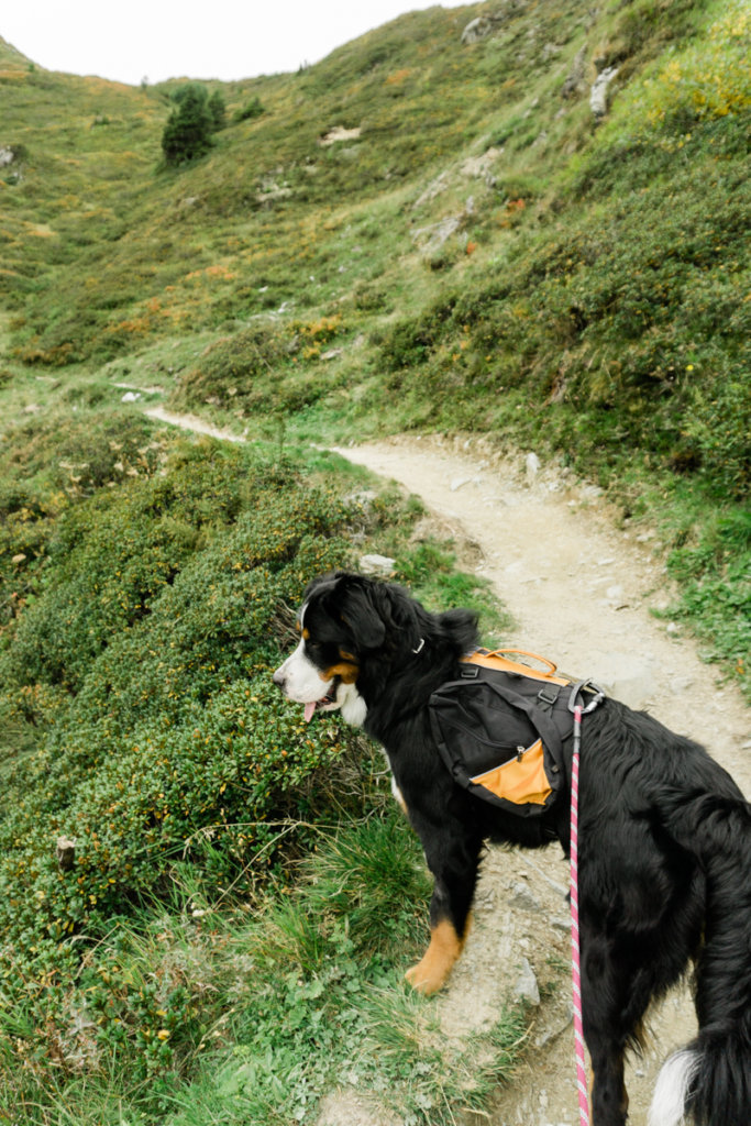 Weidersbergerhorn Panorama Path in Alpbach Austria