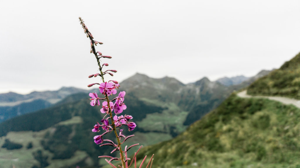 Wildflowers as seen while hiking
