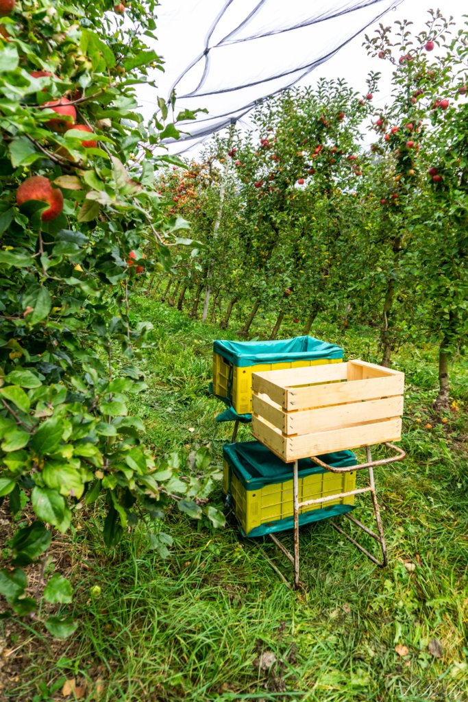 apples are then separated into three separate crates for harvesting
