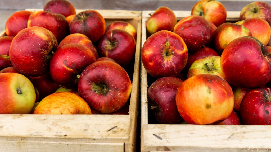 red delicious apples at apple picking in italy