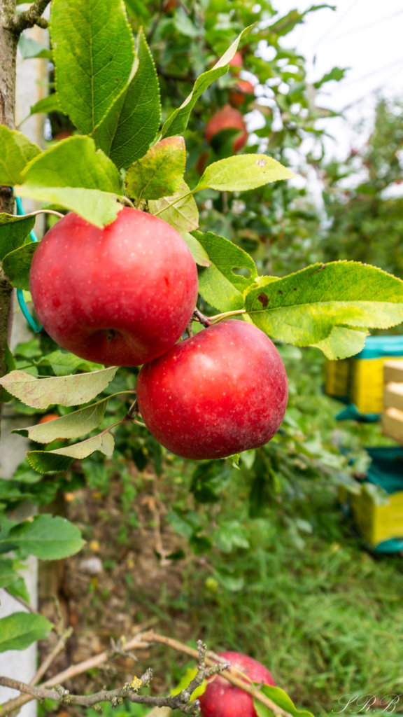 red delicious apples ready to be picked for the apple harvest
