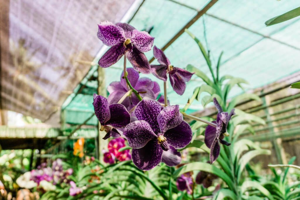 orchid farm outside of Bangkok, Thailand