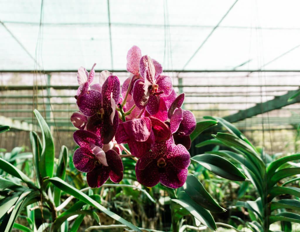 magenta orchid farm Bangkok, Thailand