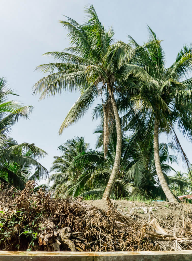 Coconut trees on our way to the Damnoen Saduak Floating Market