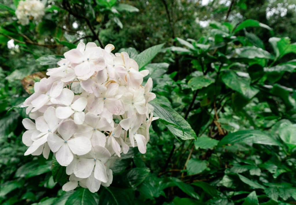blooming hydrangeas in rain forest doi inthanon national park