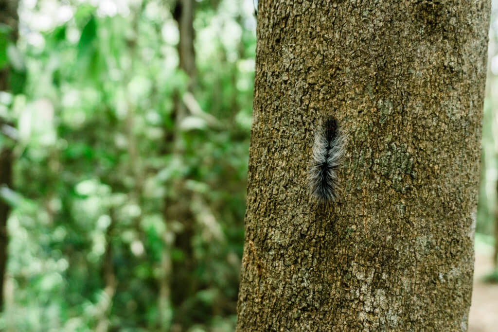 Caterpillar on a tree along the Pha Dok Siew Nature Trail in Thailand, trekking in Thailand
