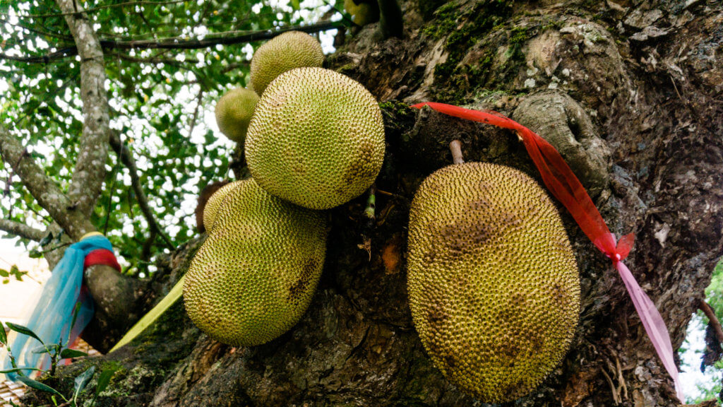 jack fruit tree thailand chiang mai
