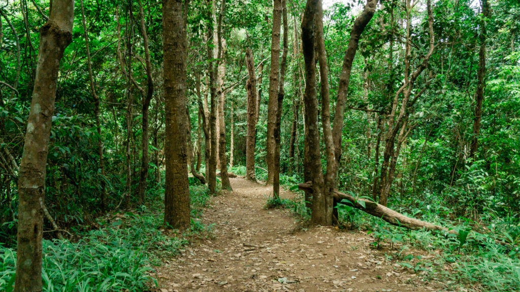 Pha Dok Siew Nature Trail, hiking through Thailand