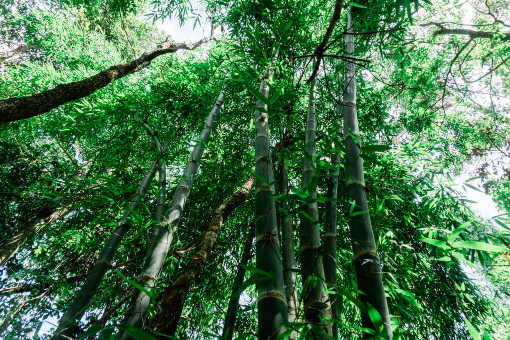 Bamboo trees in Pha Dok Siew Nature Trail Thailand