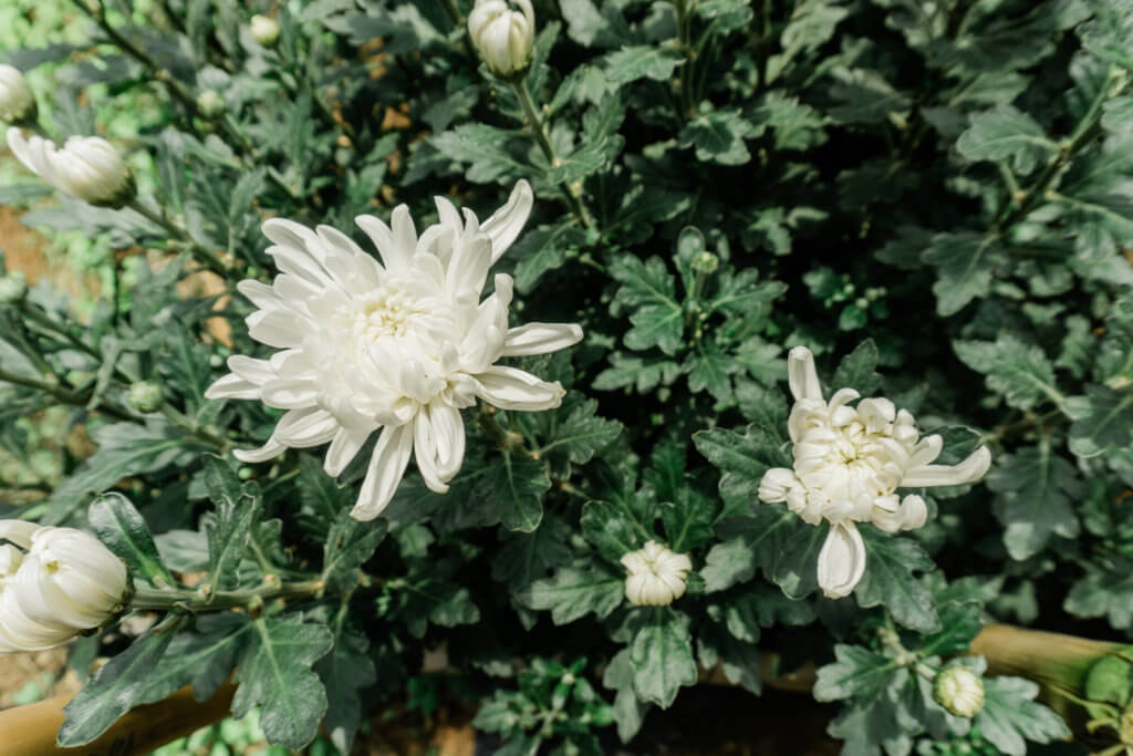 Flower farms have replaced the opium farms. As seen along the Pha Dok Siew Nature Trail in Thailand